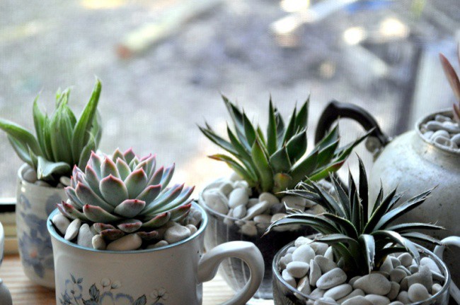 7. Саксии за малки кактуси и растения