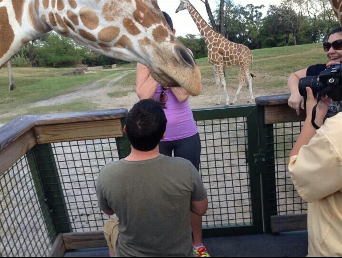 А тук на преден план е жирафът