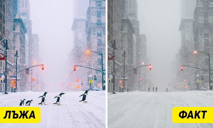Пингвини в Ню Йорк?