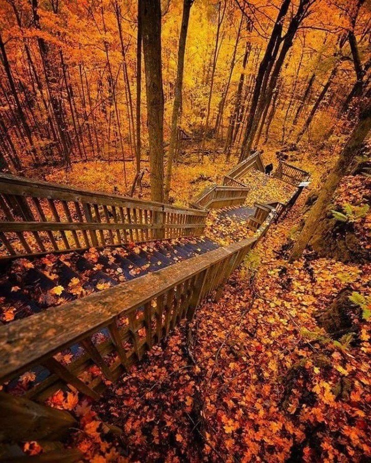 Стълби през есента