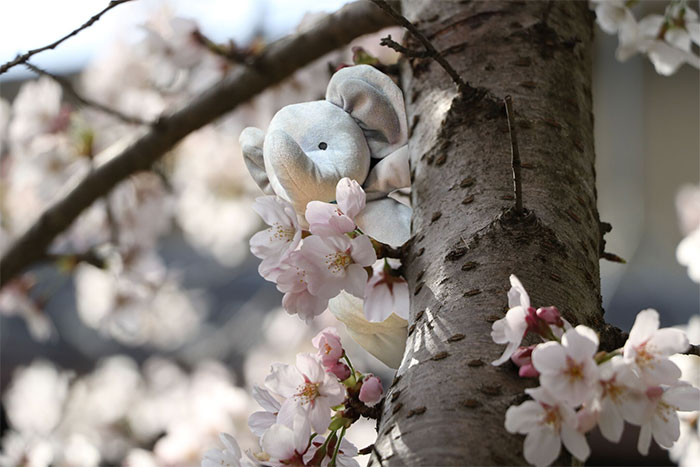 В Япония при цъфналите вишни