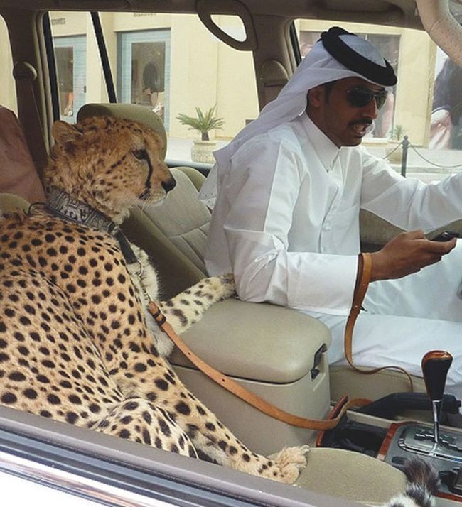 Вместо котка в Дубай можеш да имаш...