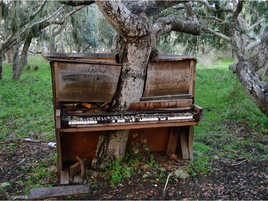 Дърво-пиано, Калифорния