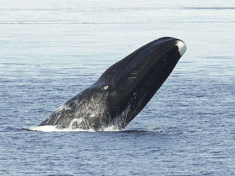 Гренландски кит: 211 години