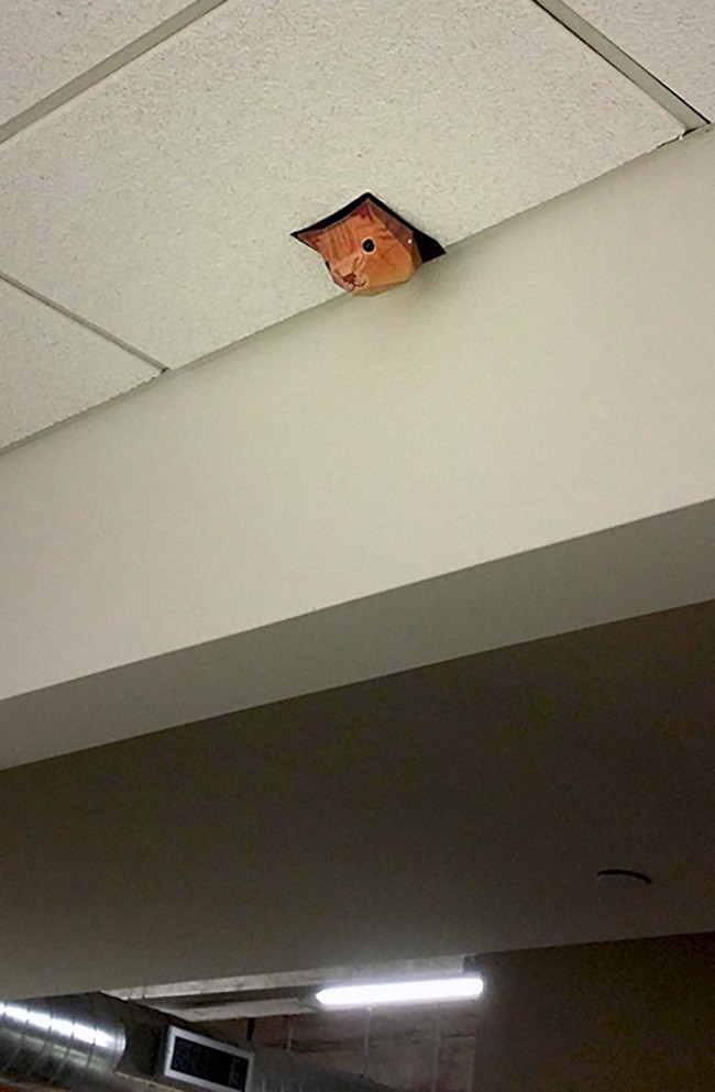 Коте на тавана