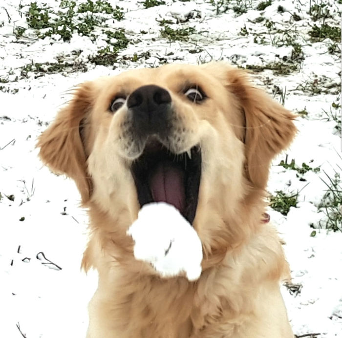 Смешни реакции при първи сняг