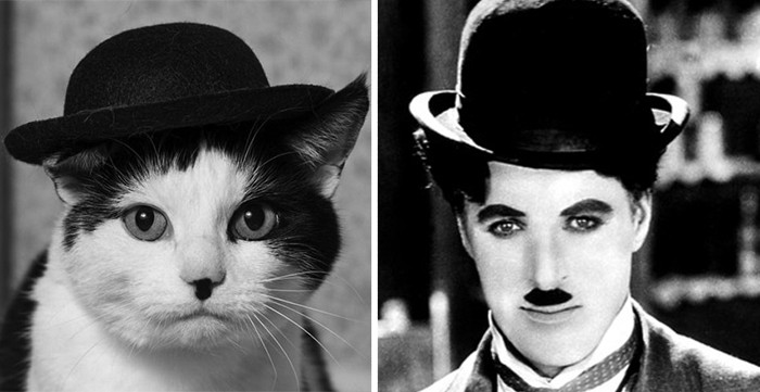 Котка, която прилича на Чарли Чаплин