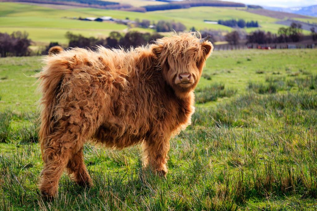 Шотландска високопланинска крава