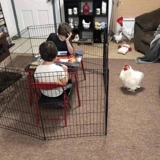 Щастливи кокошки и деца в плен
