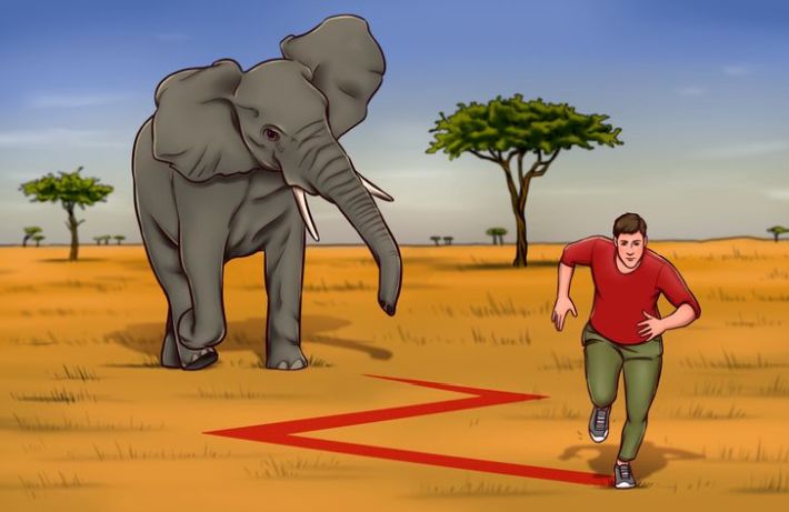 Как да избягаме от тичащ слон
