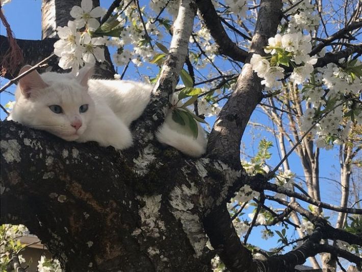 Красотата на пролетта