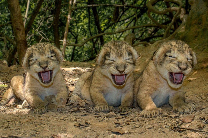 Бебета лъвчета