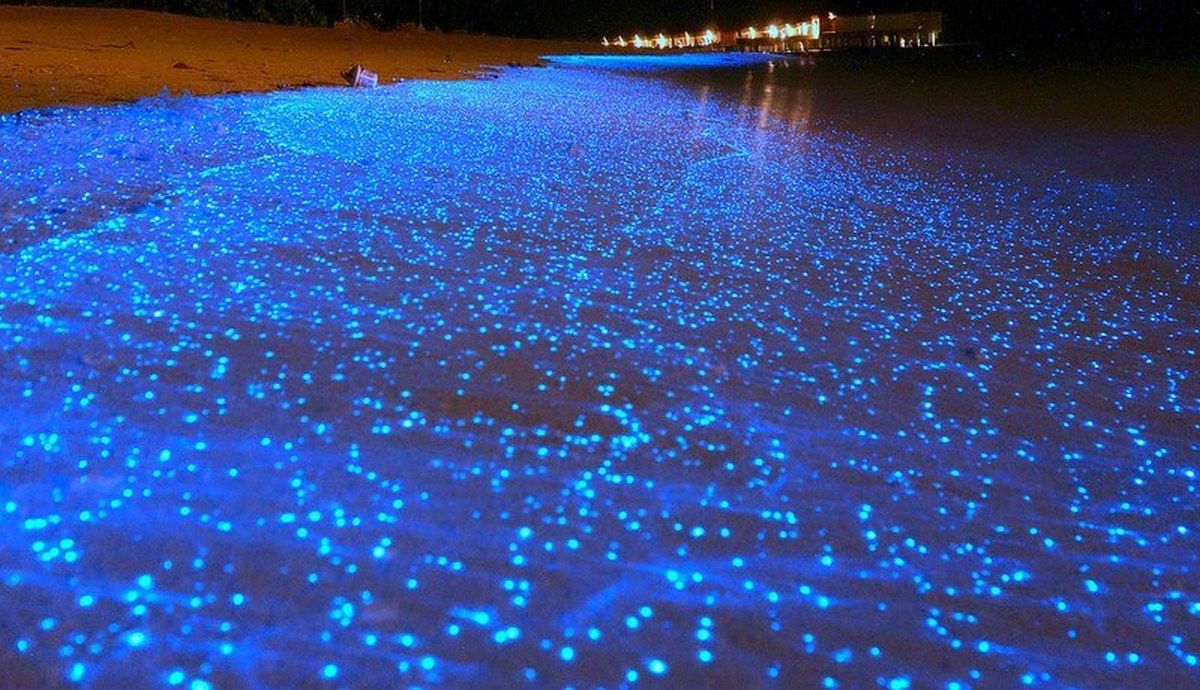 Море от звезди, Малдиви