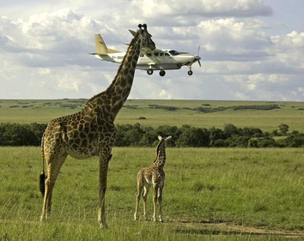 Силата на жирафите