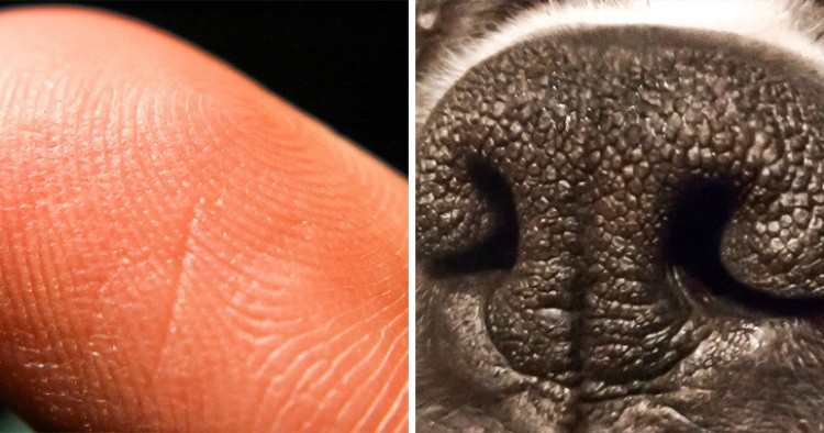 Носът на кучето е уникален