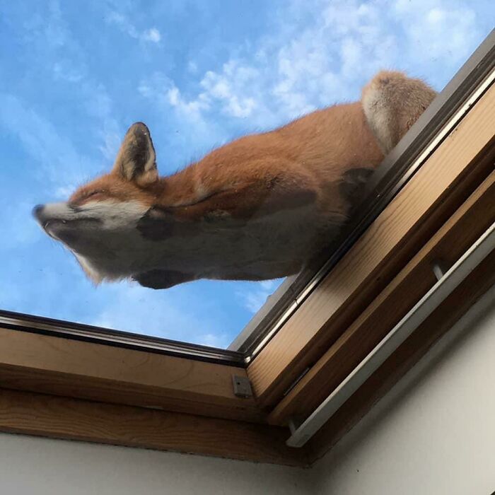 Лисица, спяща на стъклен покрив