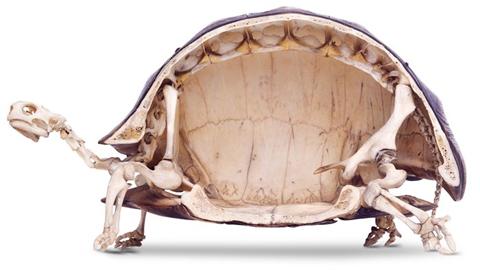 7. Скелет на костенурка
