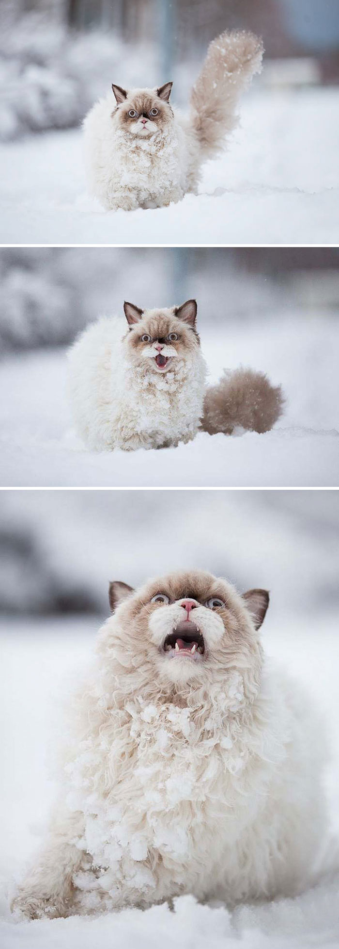 Смешни реакции при първи сняг