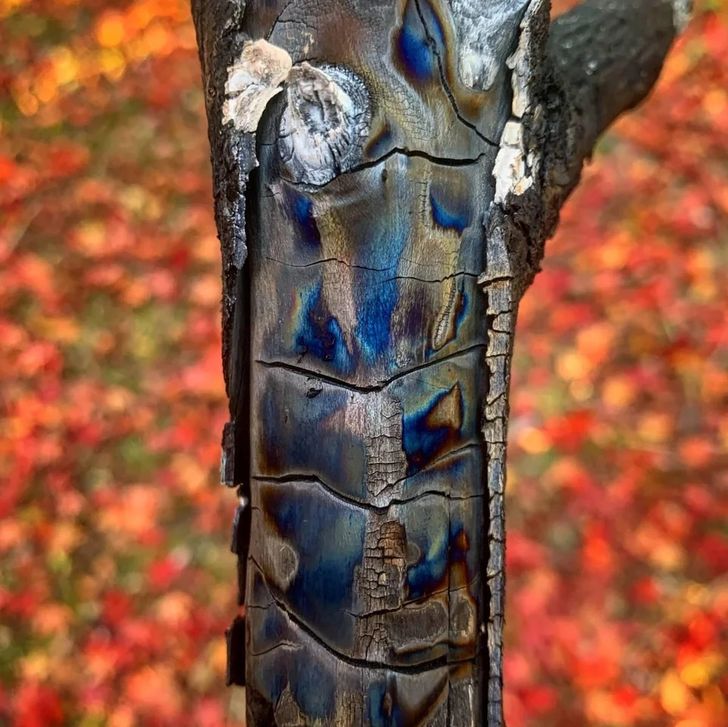Синя змийска украса на дърво