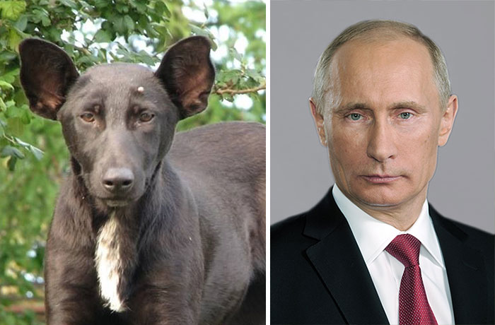 Куче, което прилича на Путин