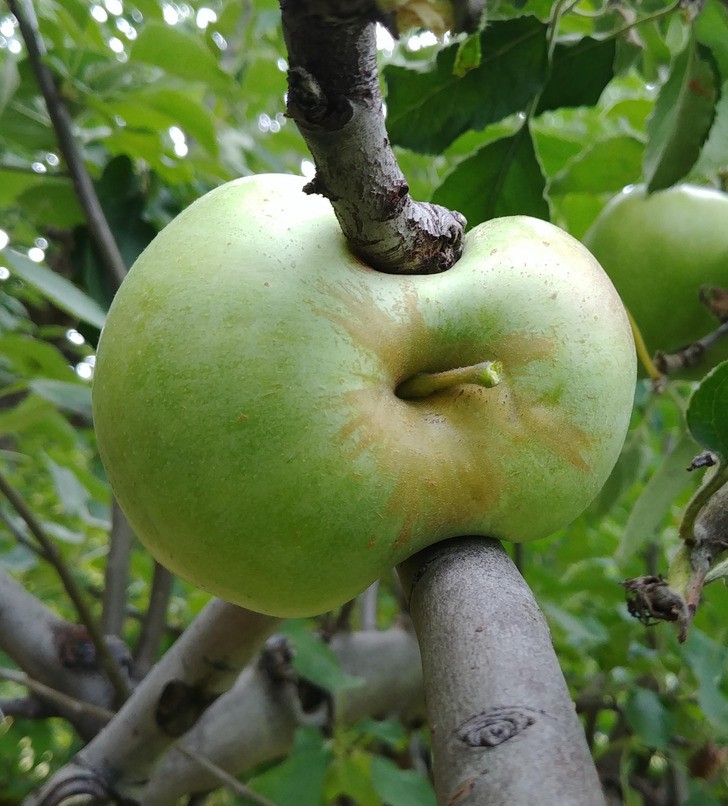 Ябълка между клонове