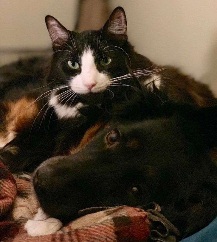 Приятелството между котки и кучета