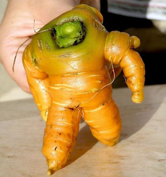 Морков, готов за излитане в космоса