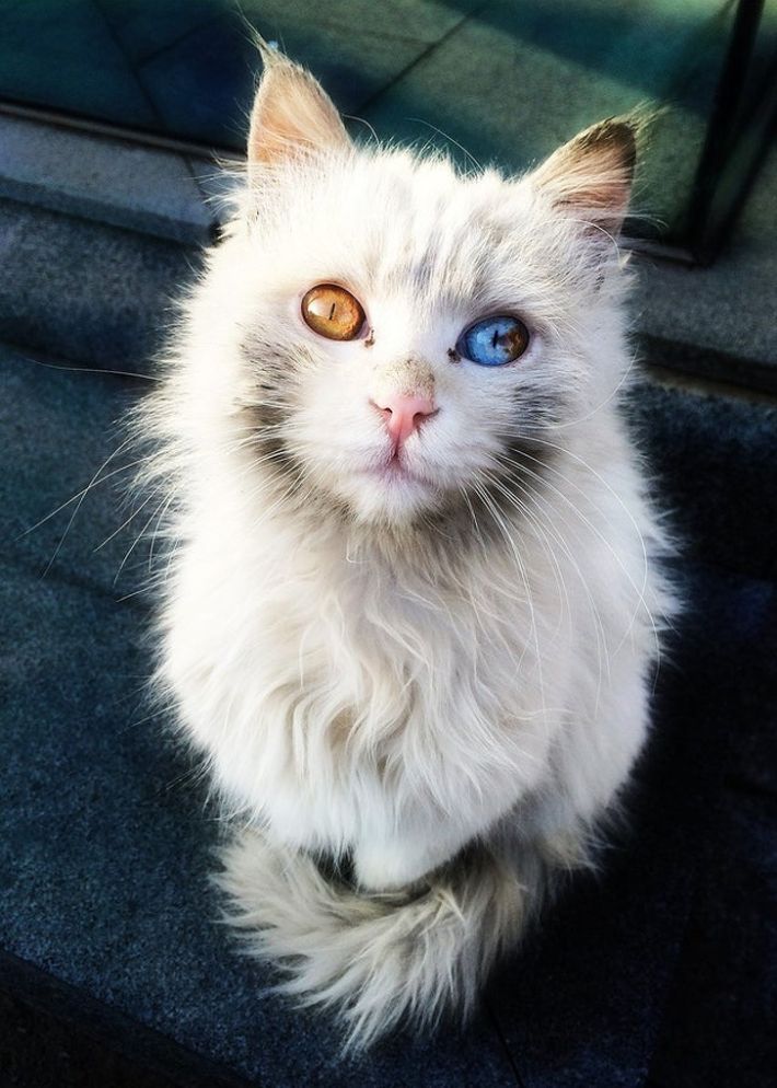 Турска ангорска котка