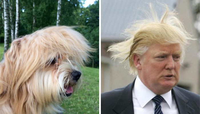 Куче и Доналд Тръмп
