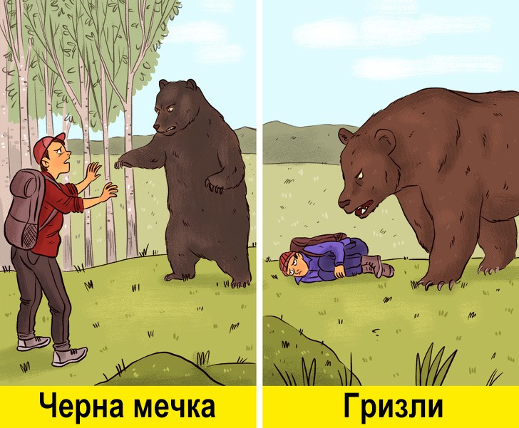 Как да се спасим от мечка