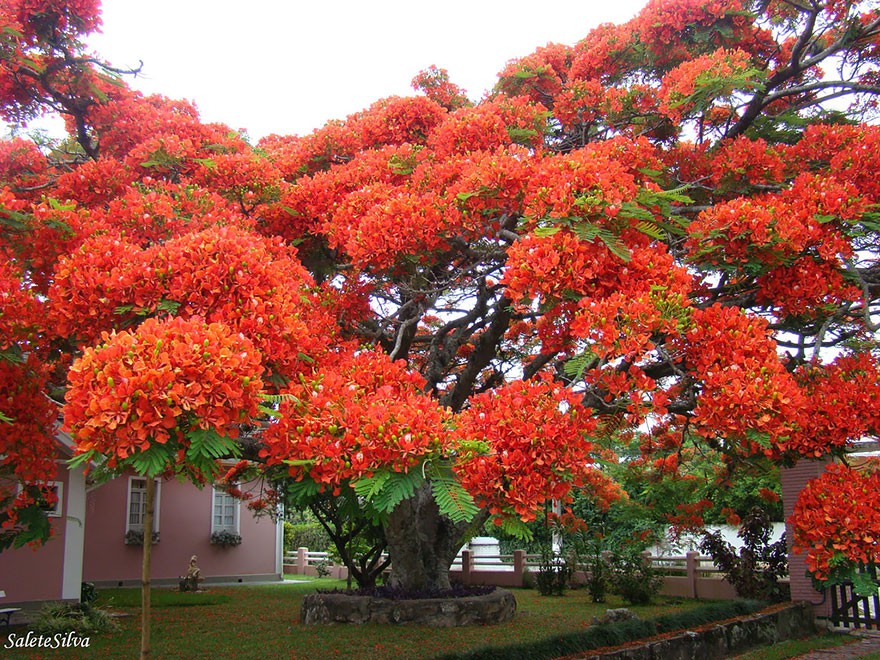 Пищното дърво, Бразилия
