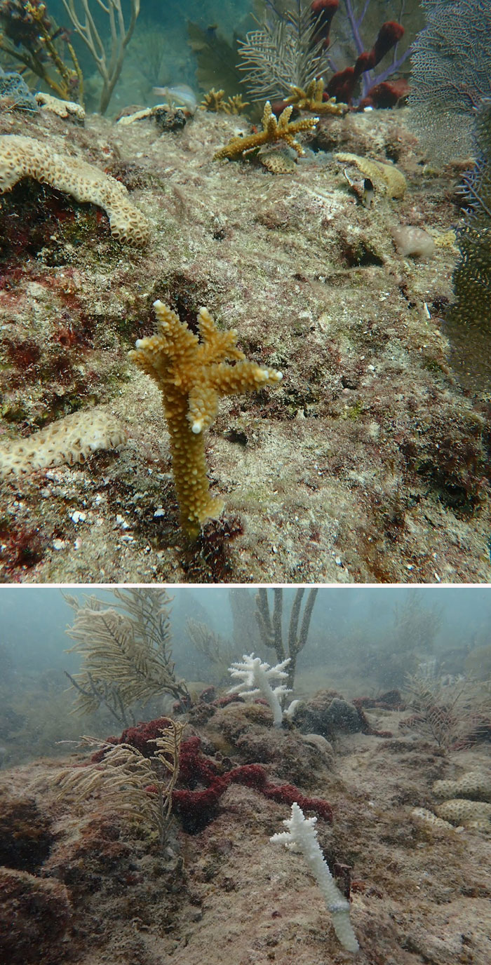 Изсъхнали корали във Флорида