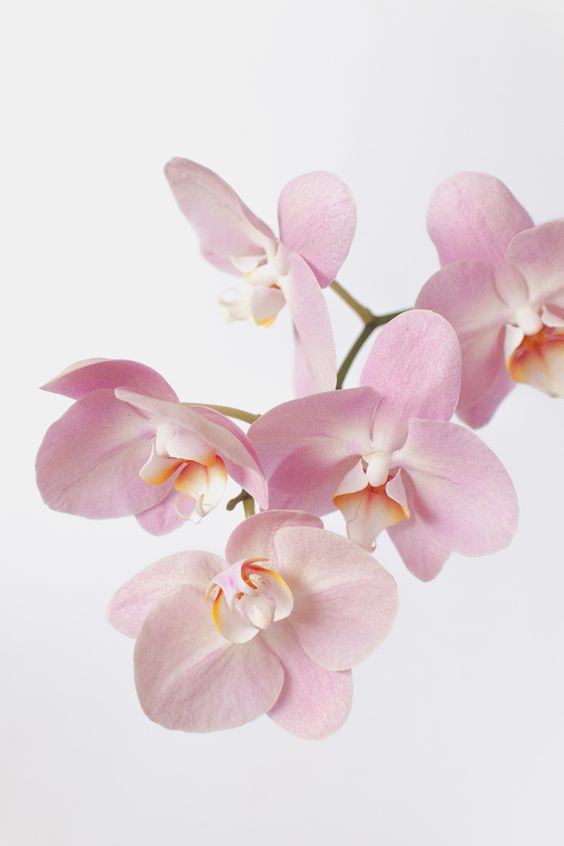 6. Орхидея