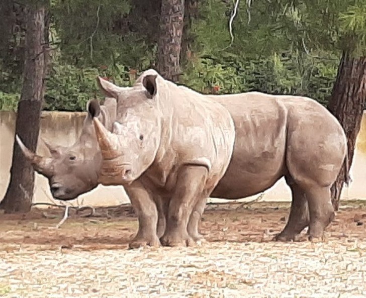 Носорог с две глави