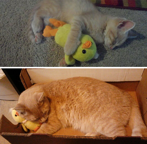 Спящи животни и плюшени играчки
