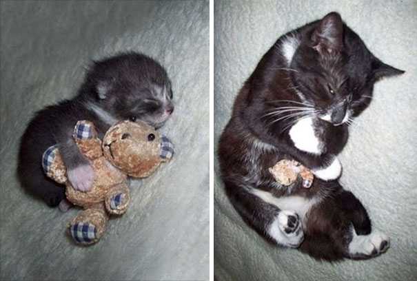 Спящи животни и плюшени играчки