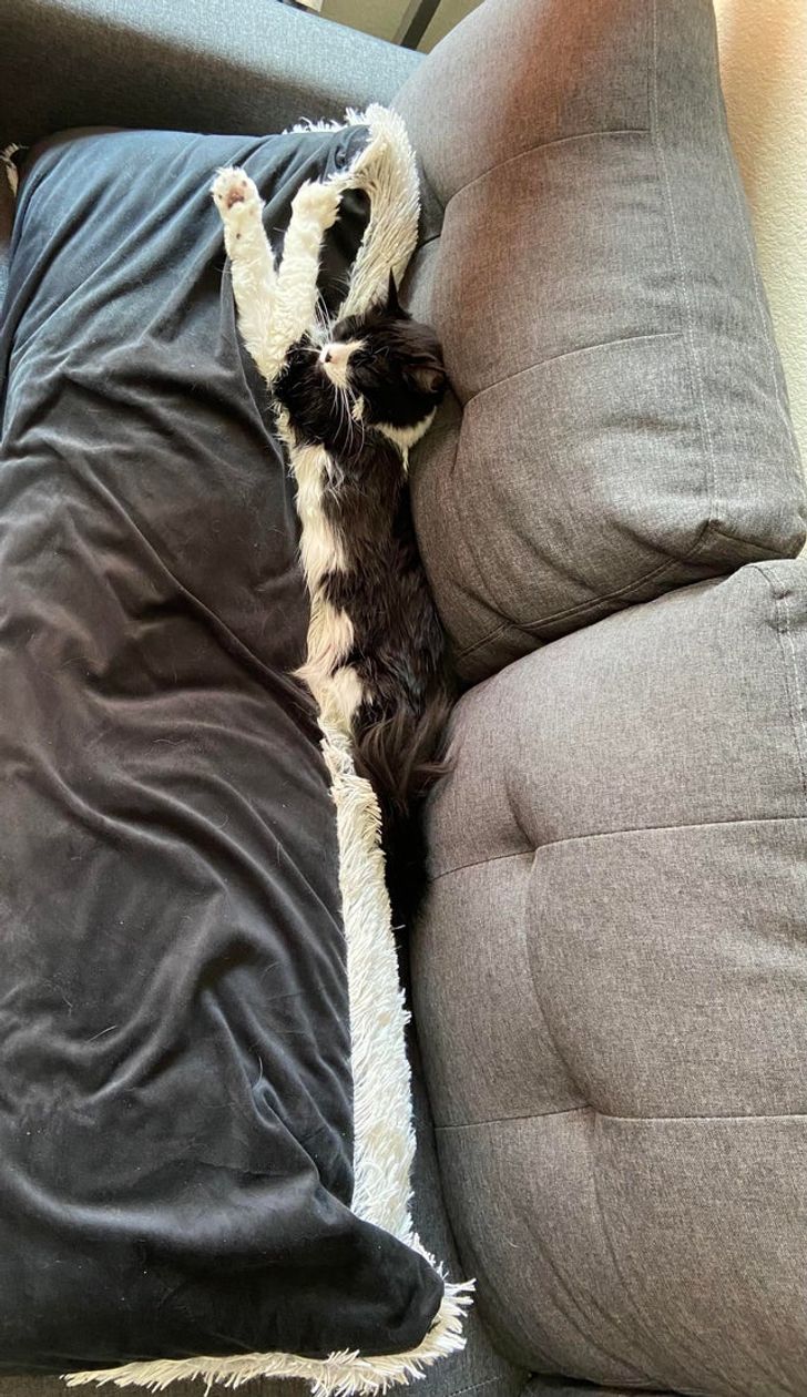 Котка или възглавница?