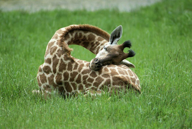 Виждали ли сте спящ жираф?