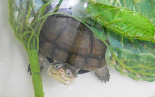Любопитна костенурка