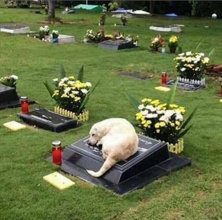 Куче спи на гроба на собственика си 7 г.