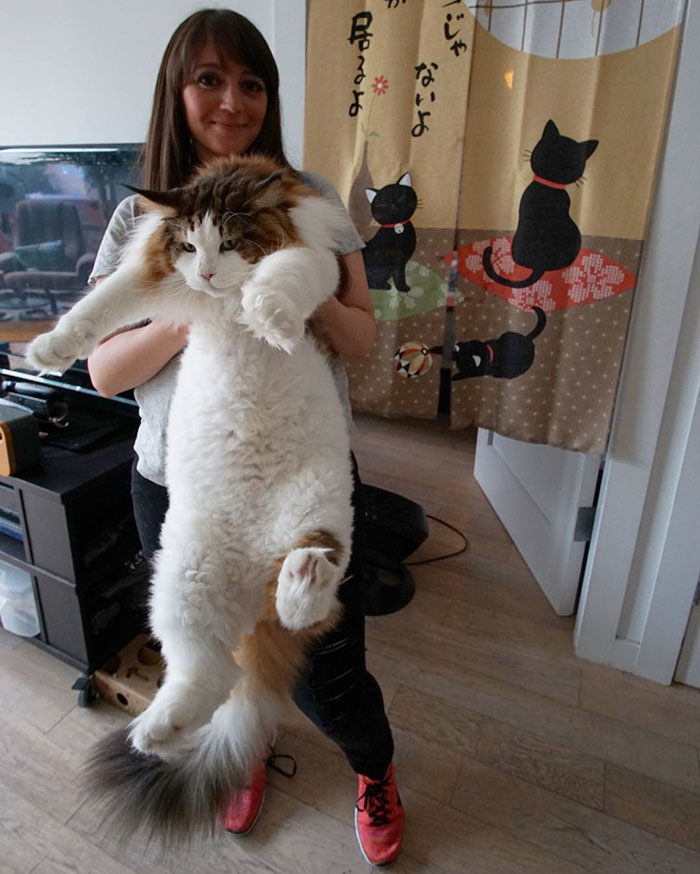 Най-голямата котка в света