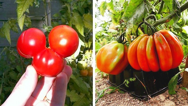 Истински домати