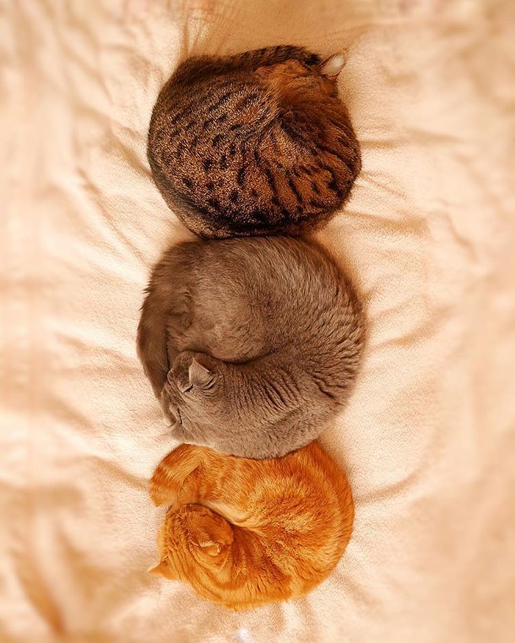 Котешки сънища