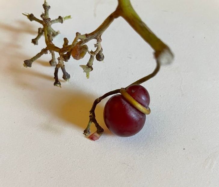 Открих малък грозд...