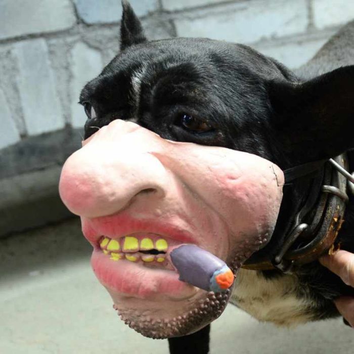 Абсурдни маски за кучета