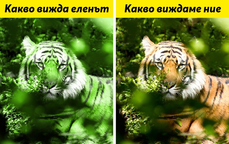 Цветът на тигъра