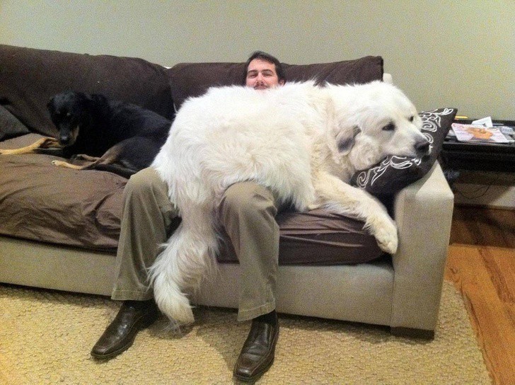 Малките големи кученца