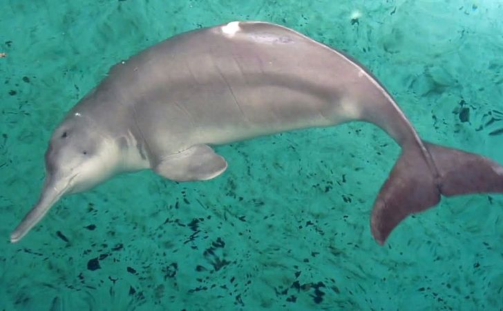 Байджи (китайски речен делфин)