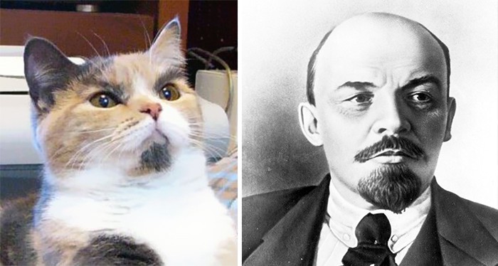 Котка, която прилича на Ленин