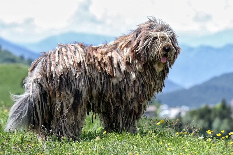 Бергамско пастирско куче